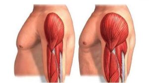 Ganar masa muscular mediante hipertrofia