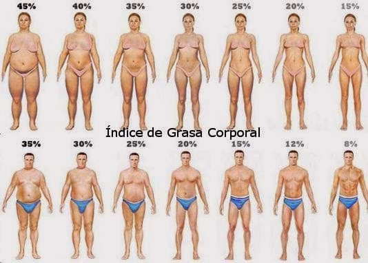 indice de grasa corporal