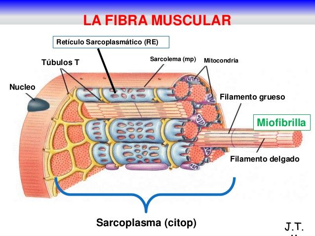 miofibrillas en fibra muscular
