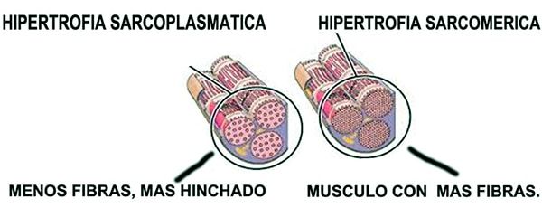 hipertrofia sarcomérica vs hipertrofia sarcoplasmática