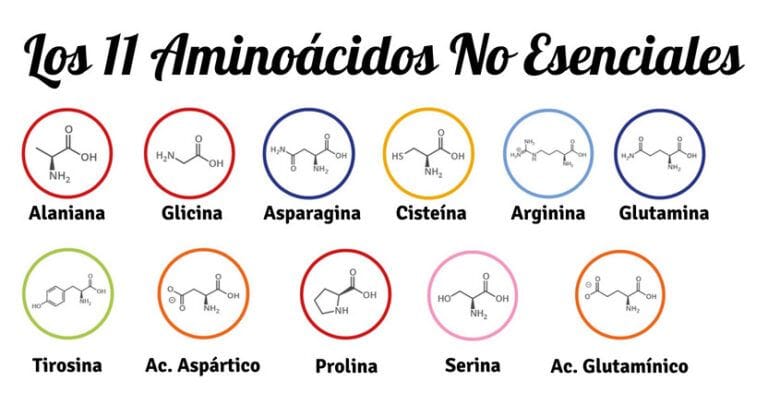 Aminoácidos - Guía definitiva: Todo lo que necesitas saber ⭐⭐⭐