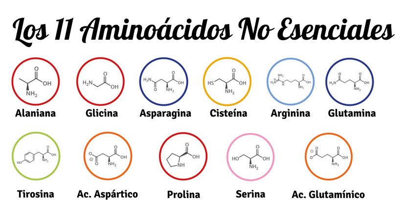 Cuáles Son Los Aminoácidos No Esenciales